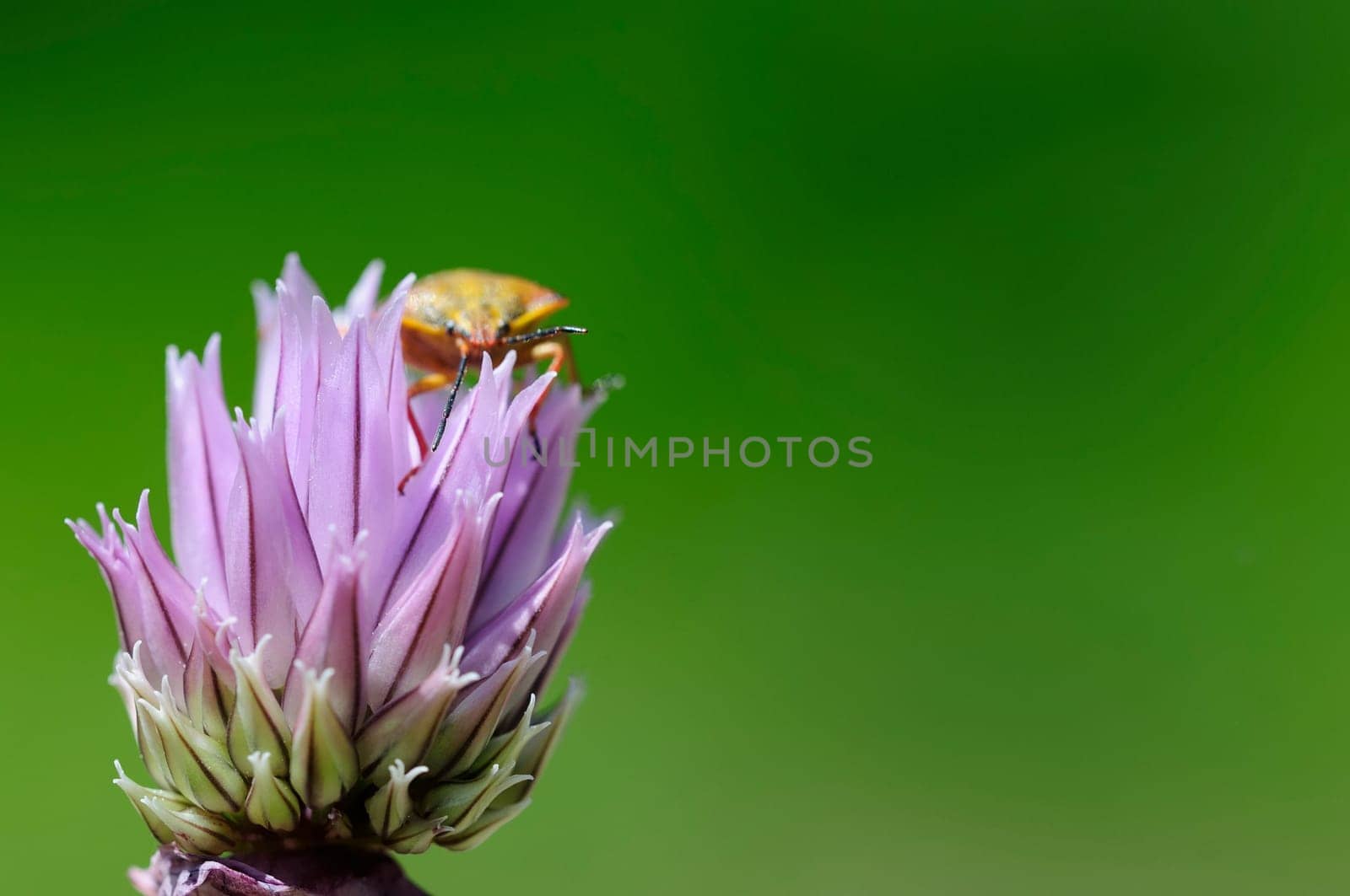 Weevils on chive blossom