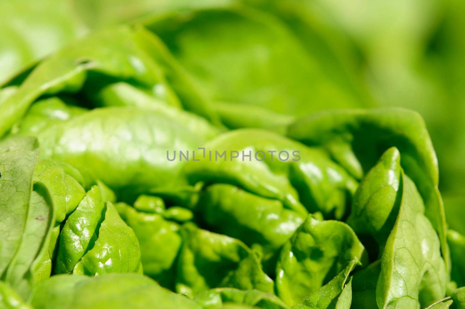 lettuce
