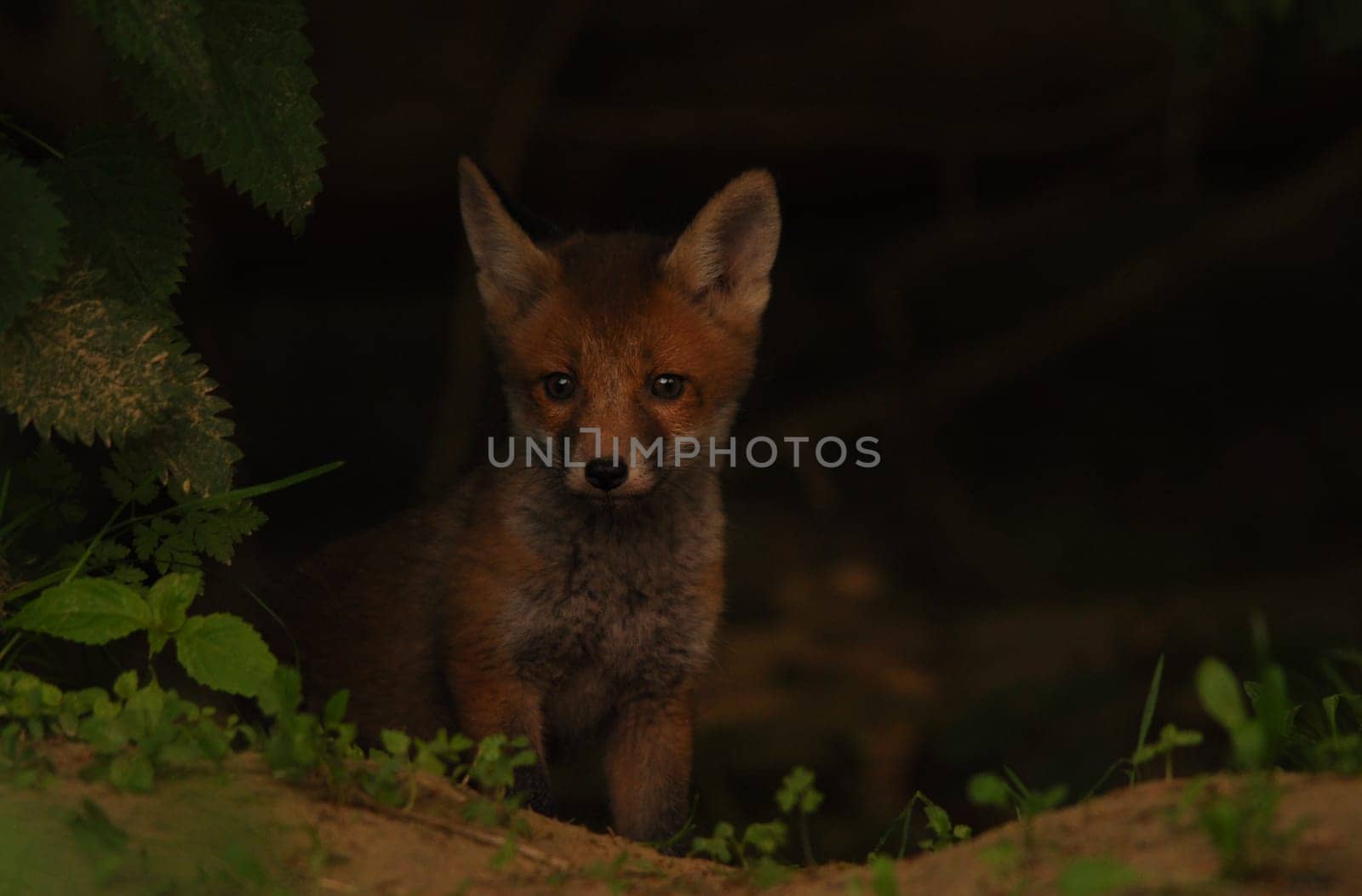 Young fox