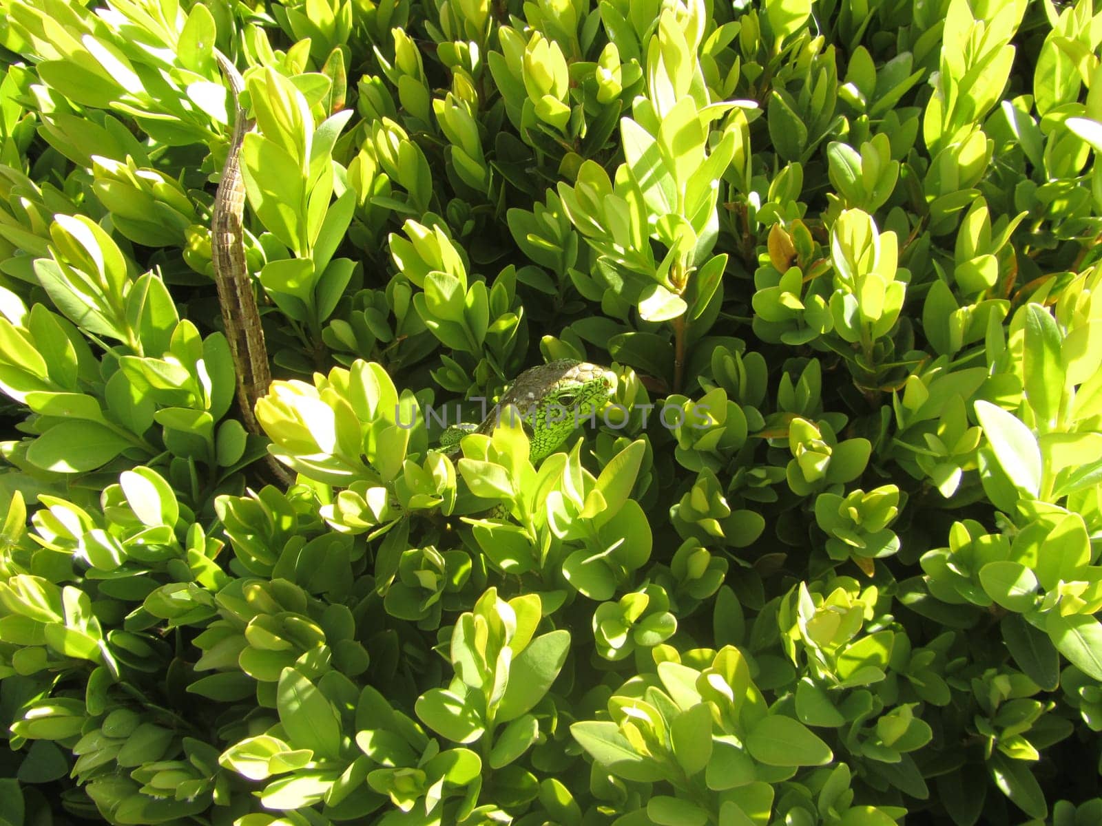 Sand lizard - Lacerta agilis
