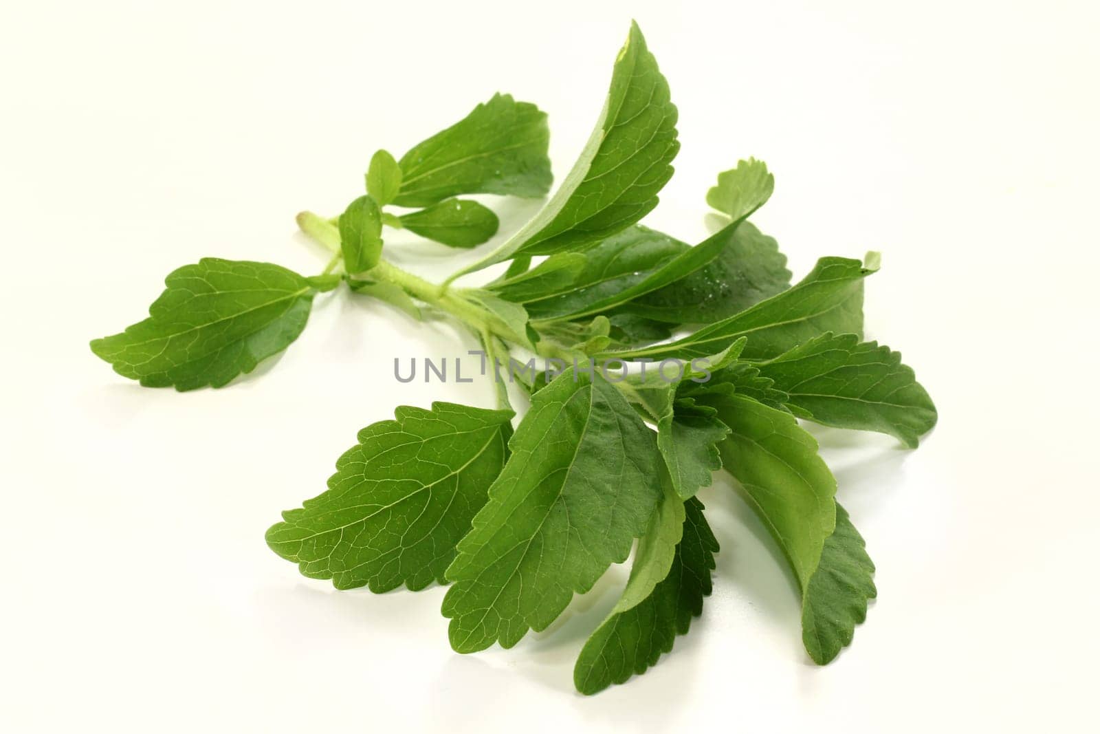 some stems of stevia against a light background
