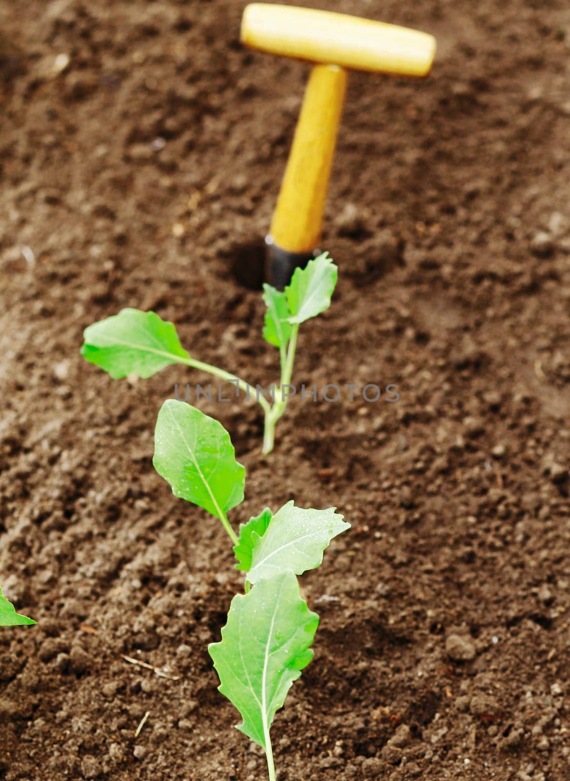 Row of newly transplanted seedlings in freshly turned and raked earth in the garden