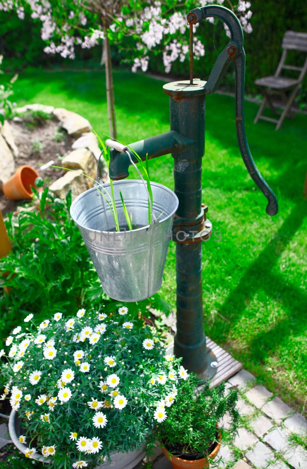 Ornamental old cast iron water pump and galvanised steel bucket being used as a landscaping feature in a lush garden