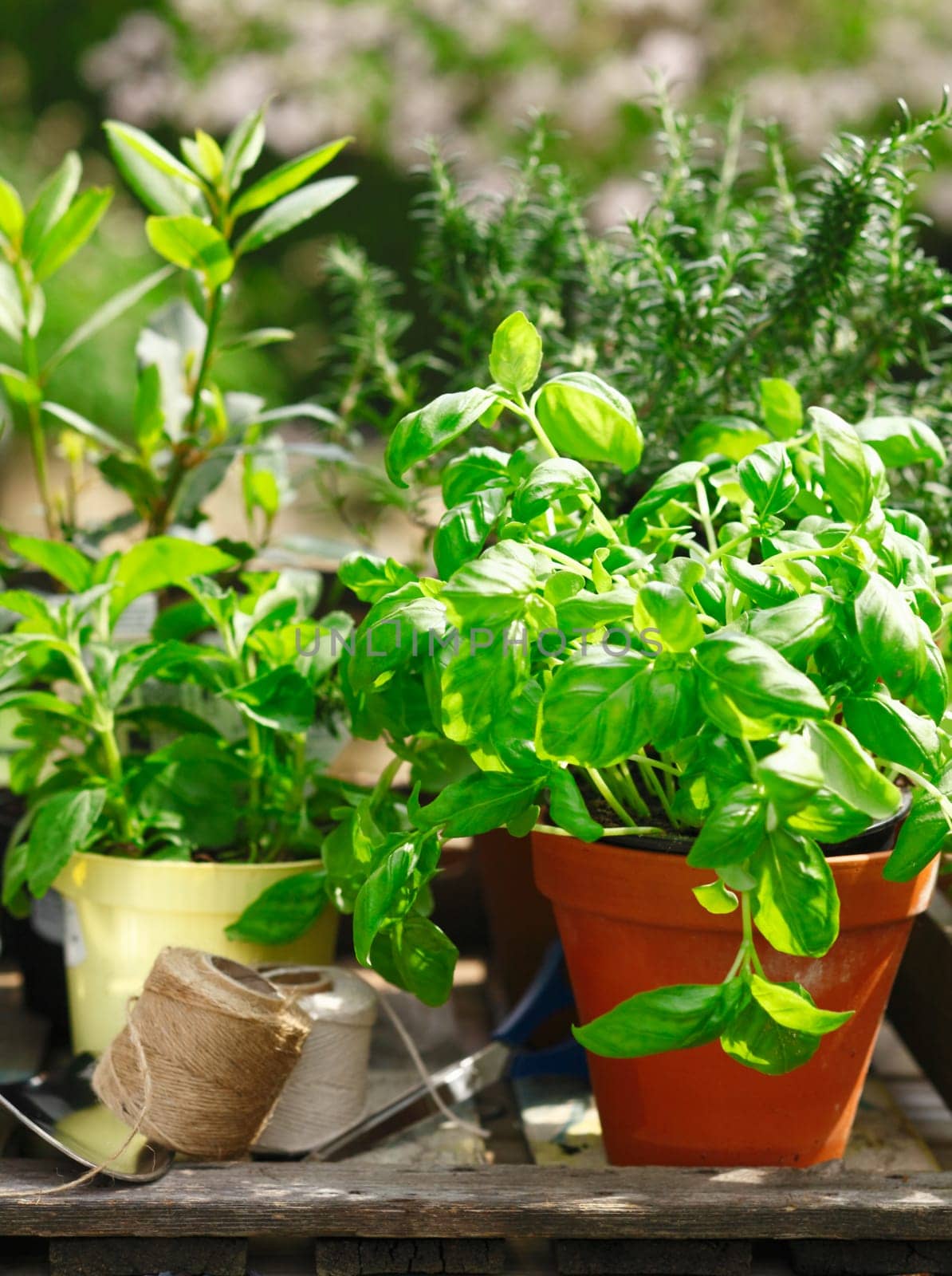 Fresh organic herbs growing in flowerpots outdoors in the sunshine with a basil plant in the foreground