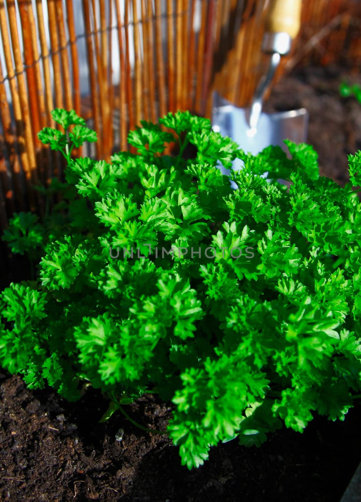 Closeup of a fresh parsley plant growing in the herb garden