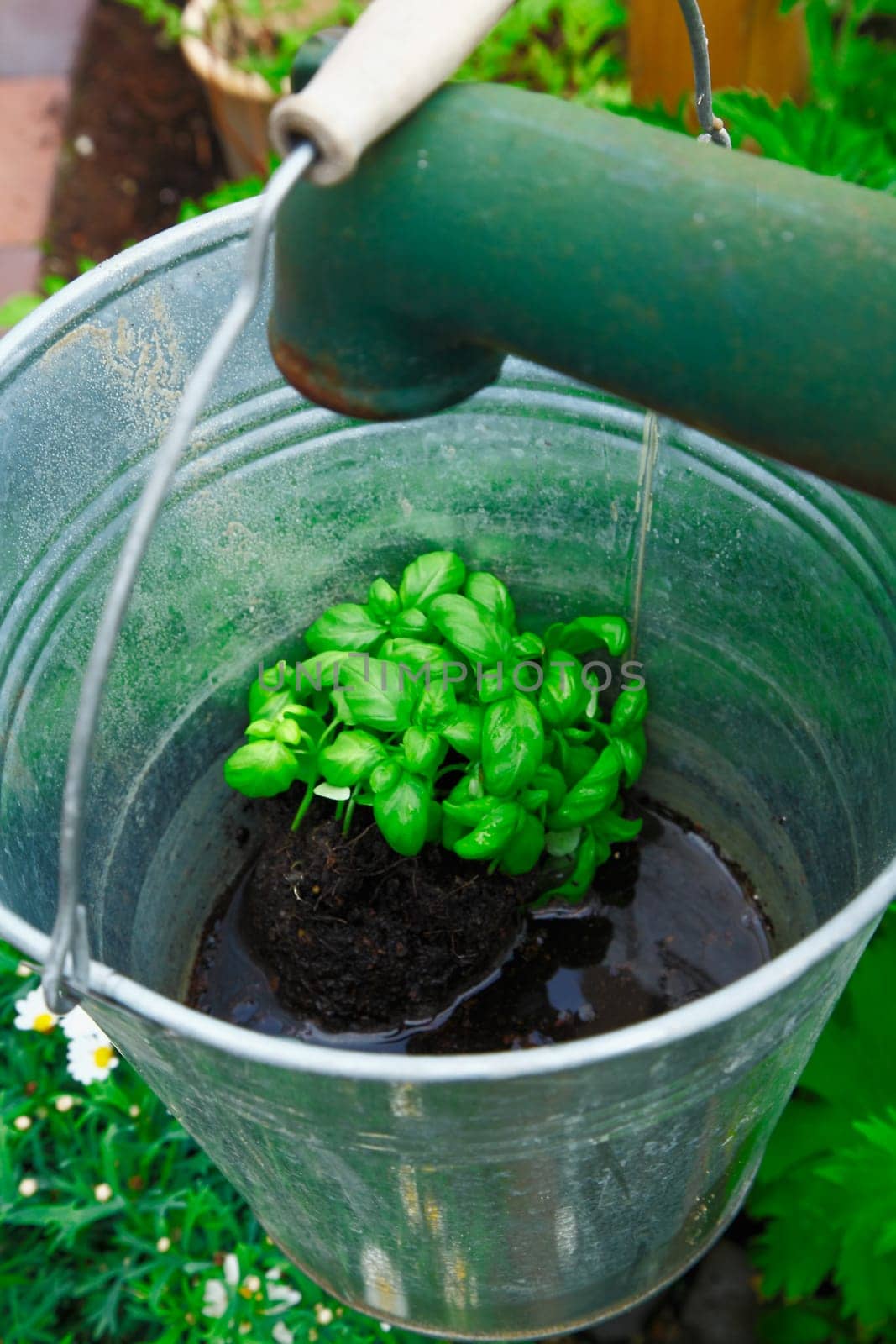 Basil growing in a flowerpot in an ornamental galvanised steel bucket hanging from an old water pump