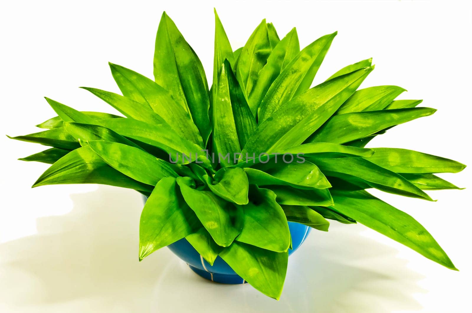 Ramsons