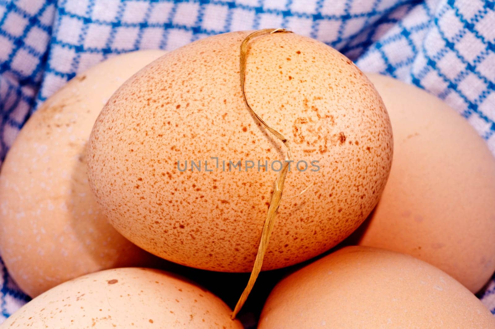Egg from organic farming