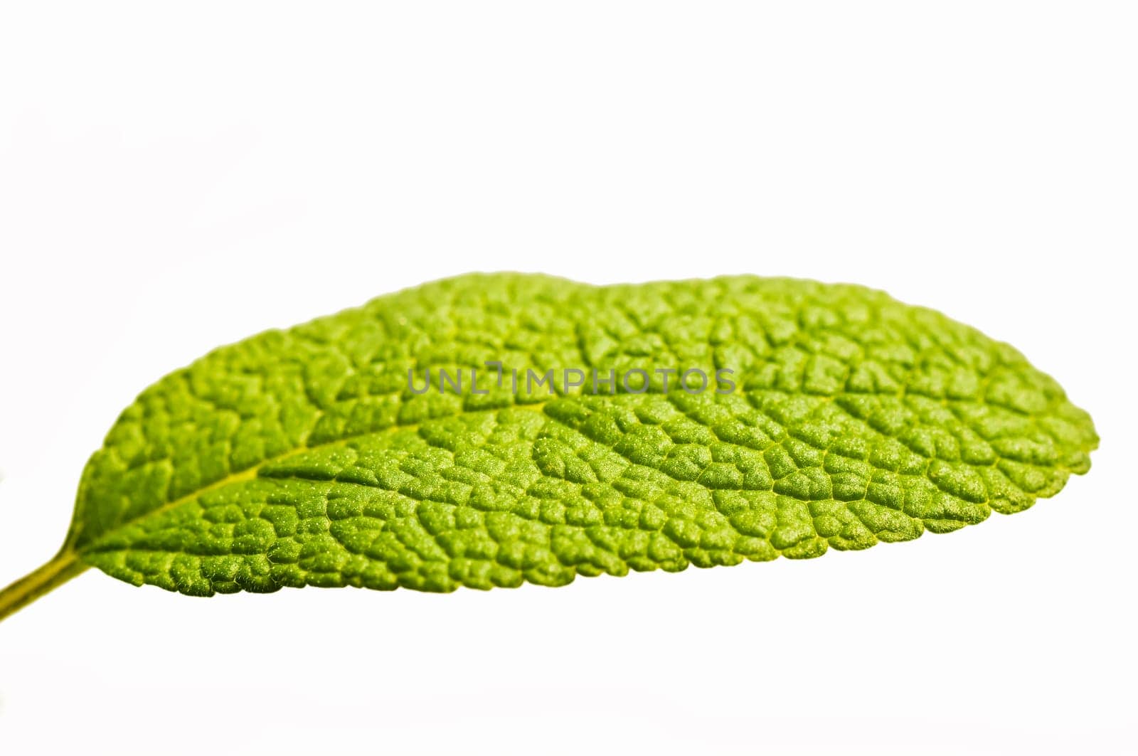 Sage