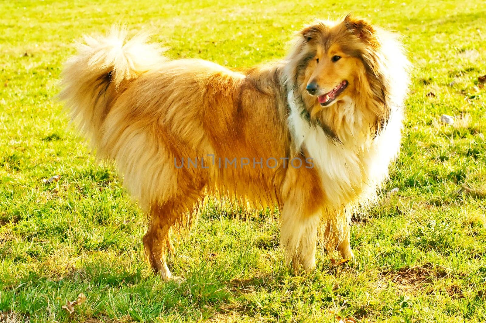 Collie