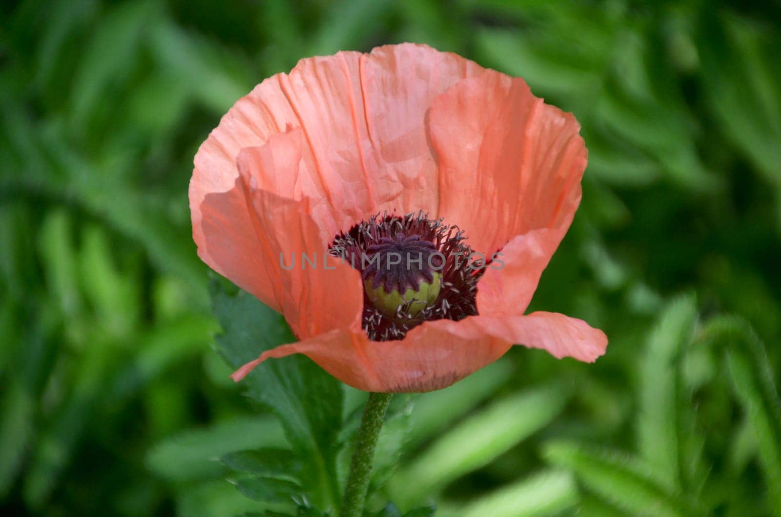 Delicate Poppy