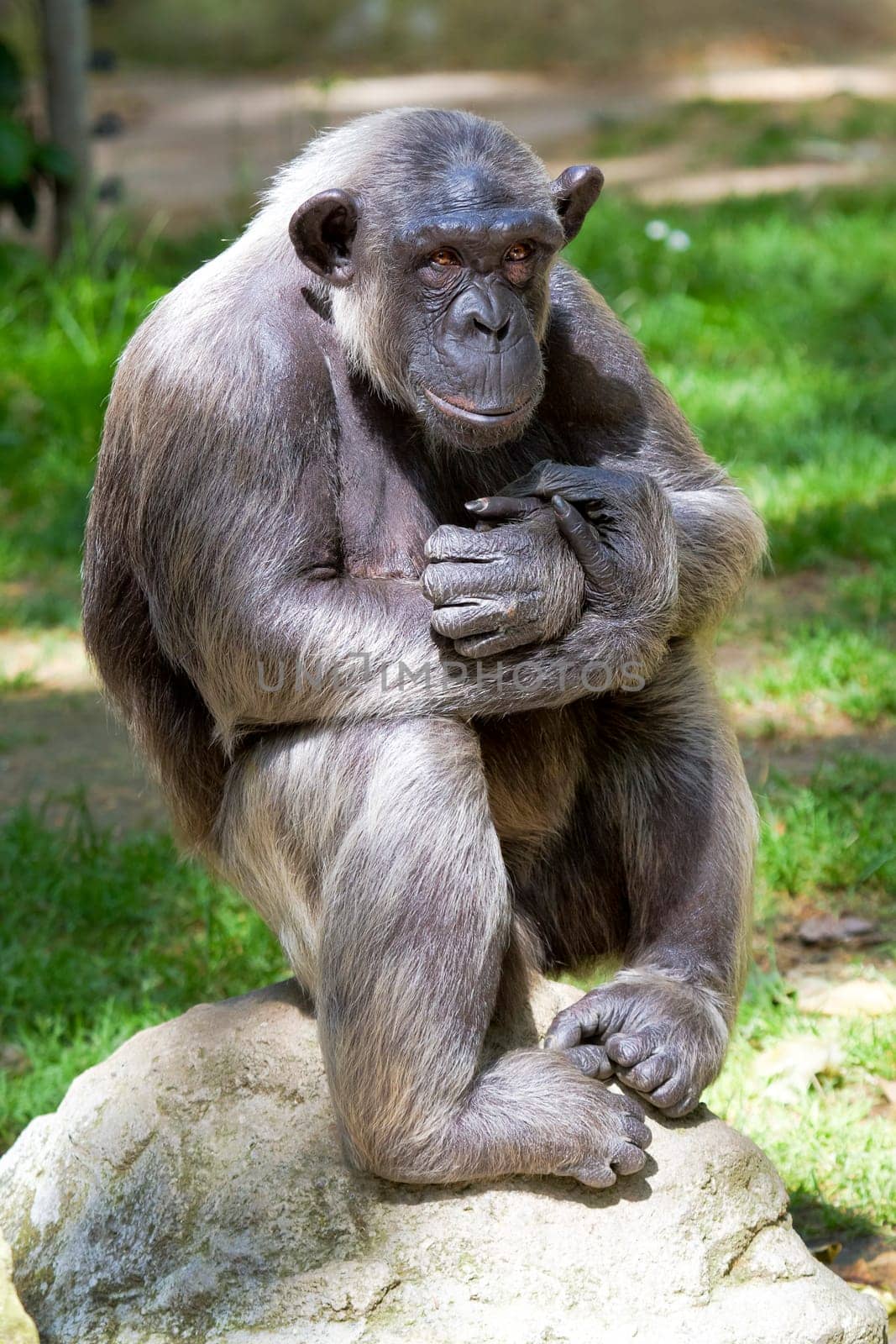 Closeup of chimpanzee Pan troglodytes, Vertical image position staring