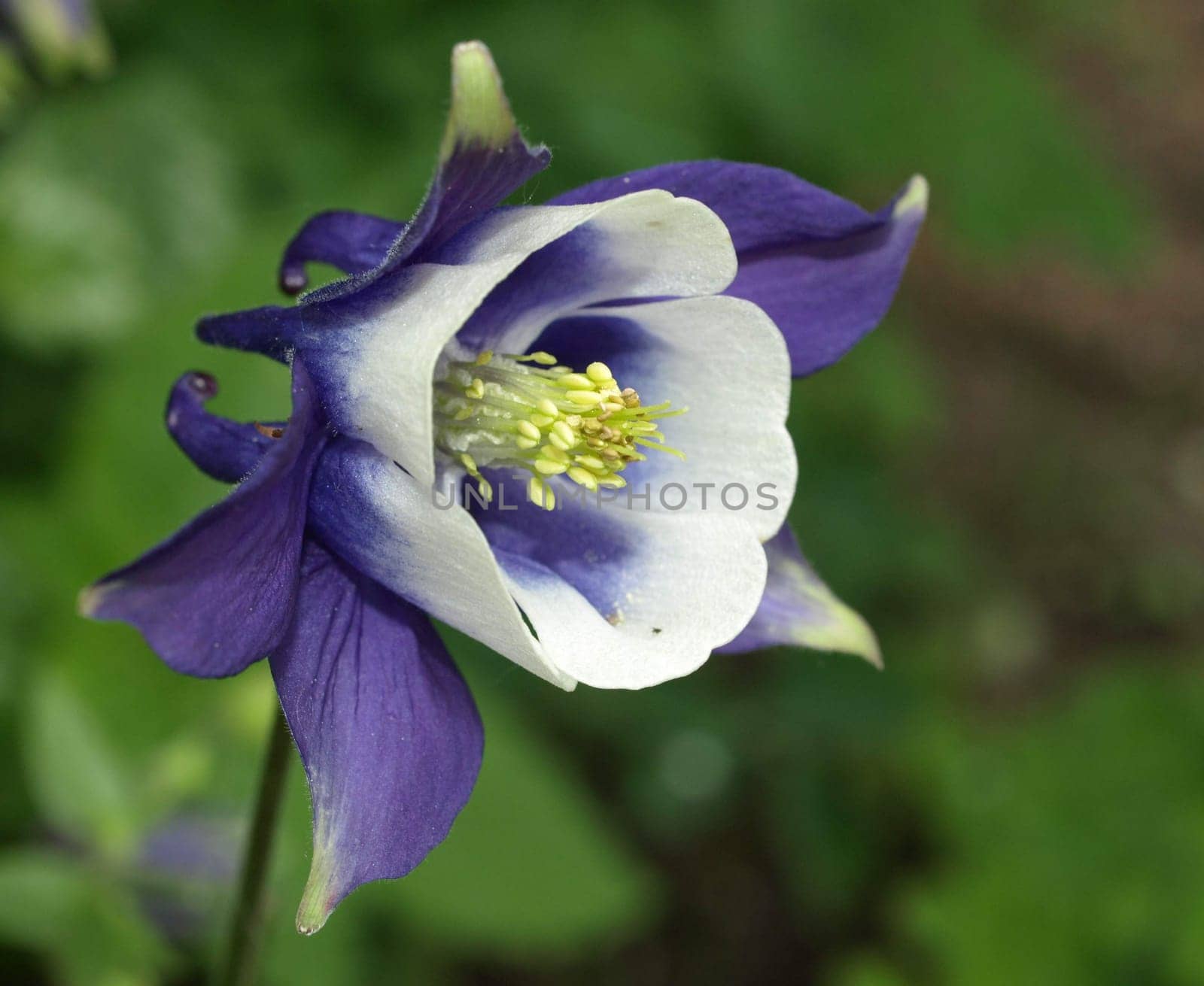 Columbine