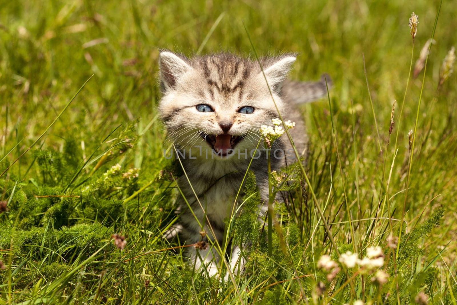Little Tiger