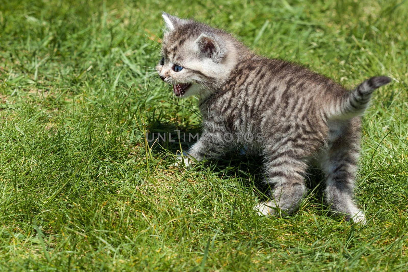 Little Tiger
