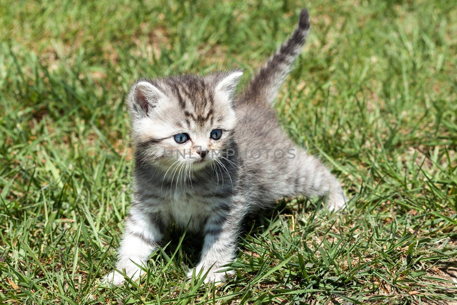 Little Tiger