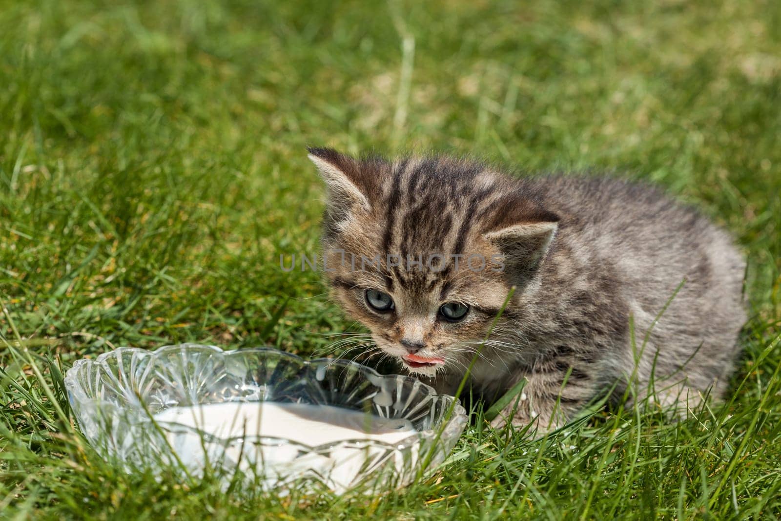 Little Tiger