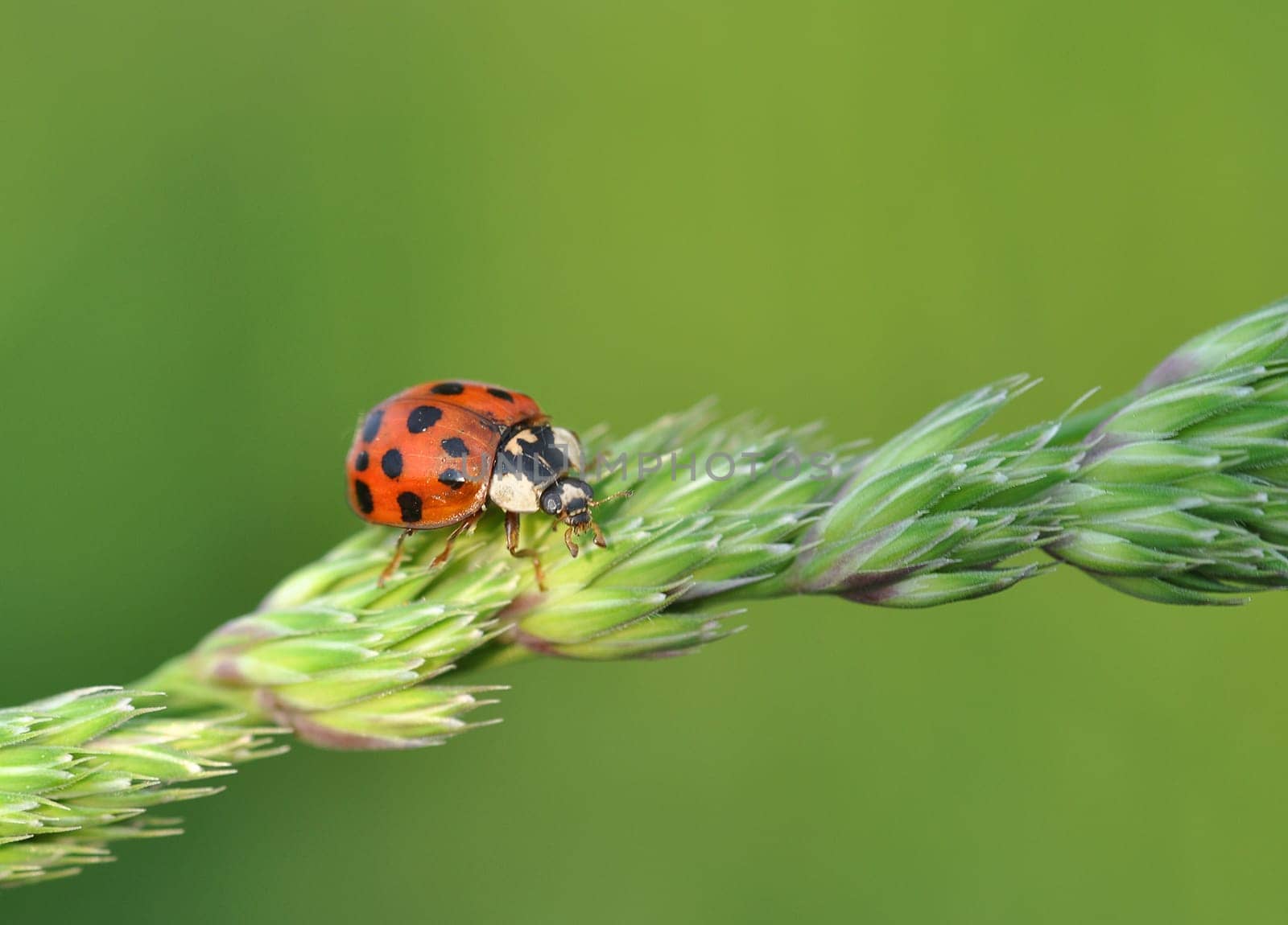 Ladybird