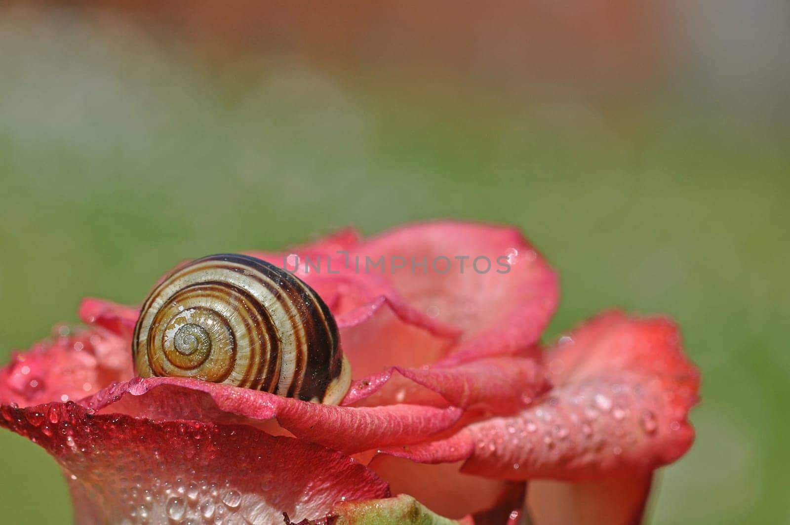 rose and snail