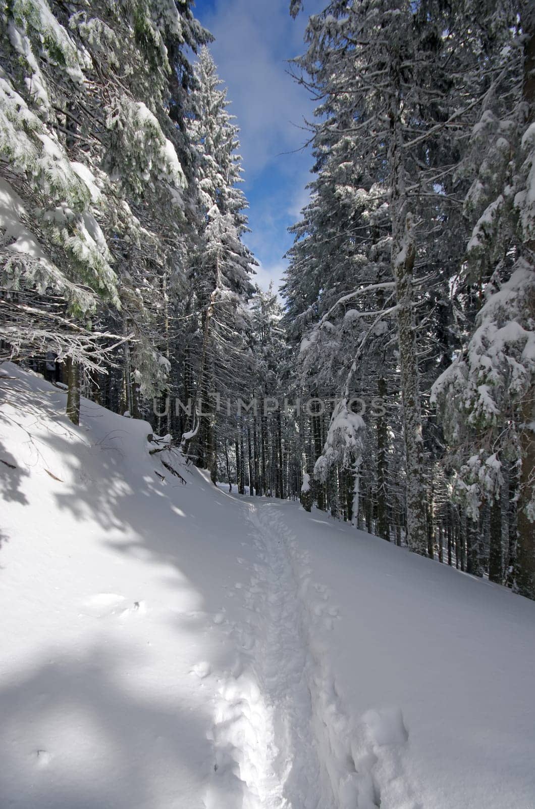 Snowpath through forest in winter