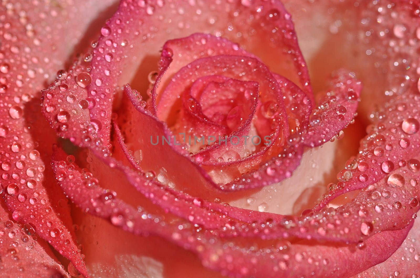 Rose Blossom