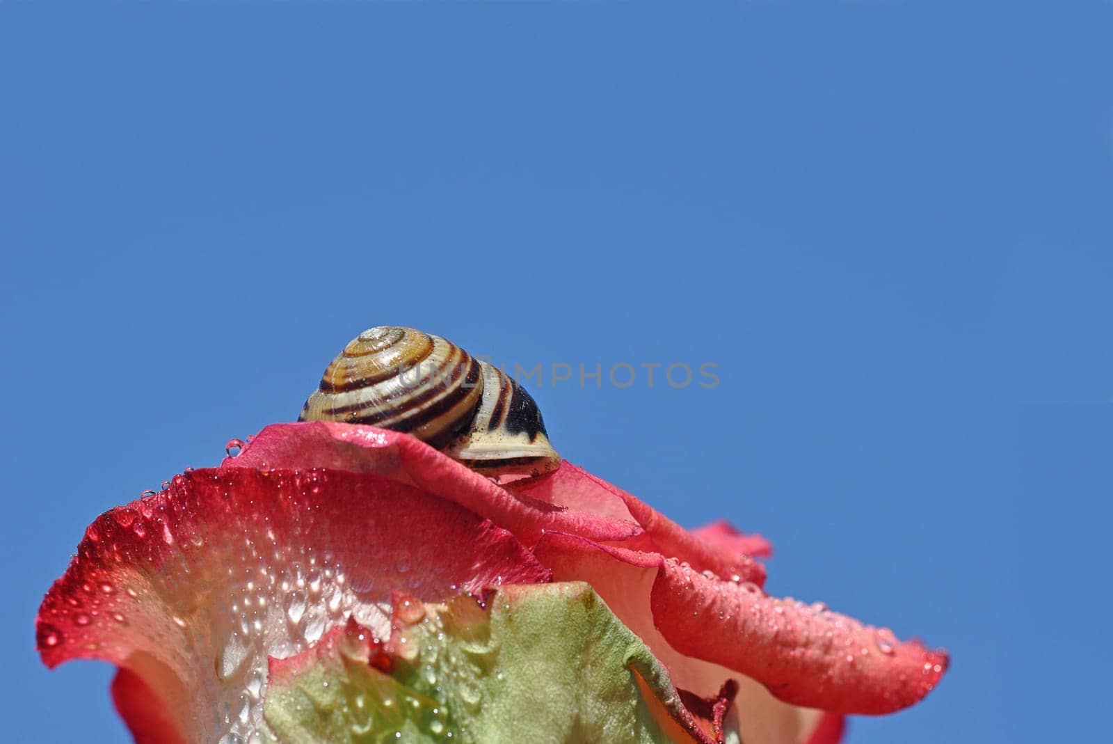 Rose and Snail