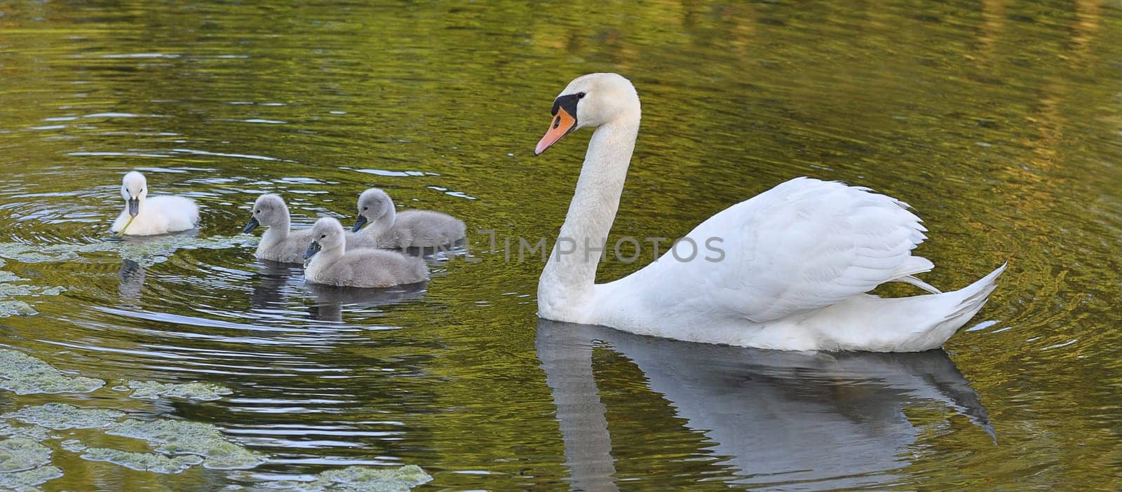 Swan family
