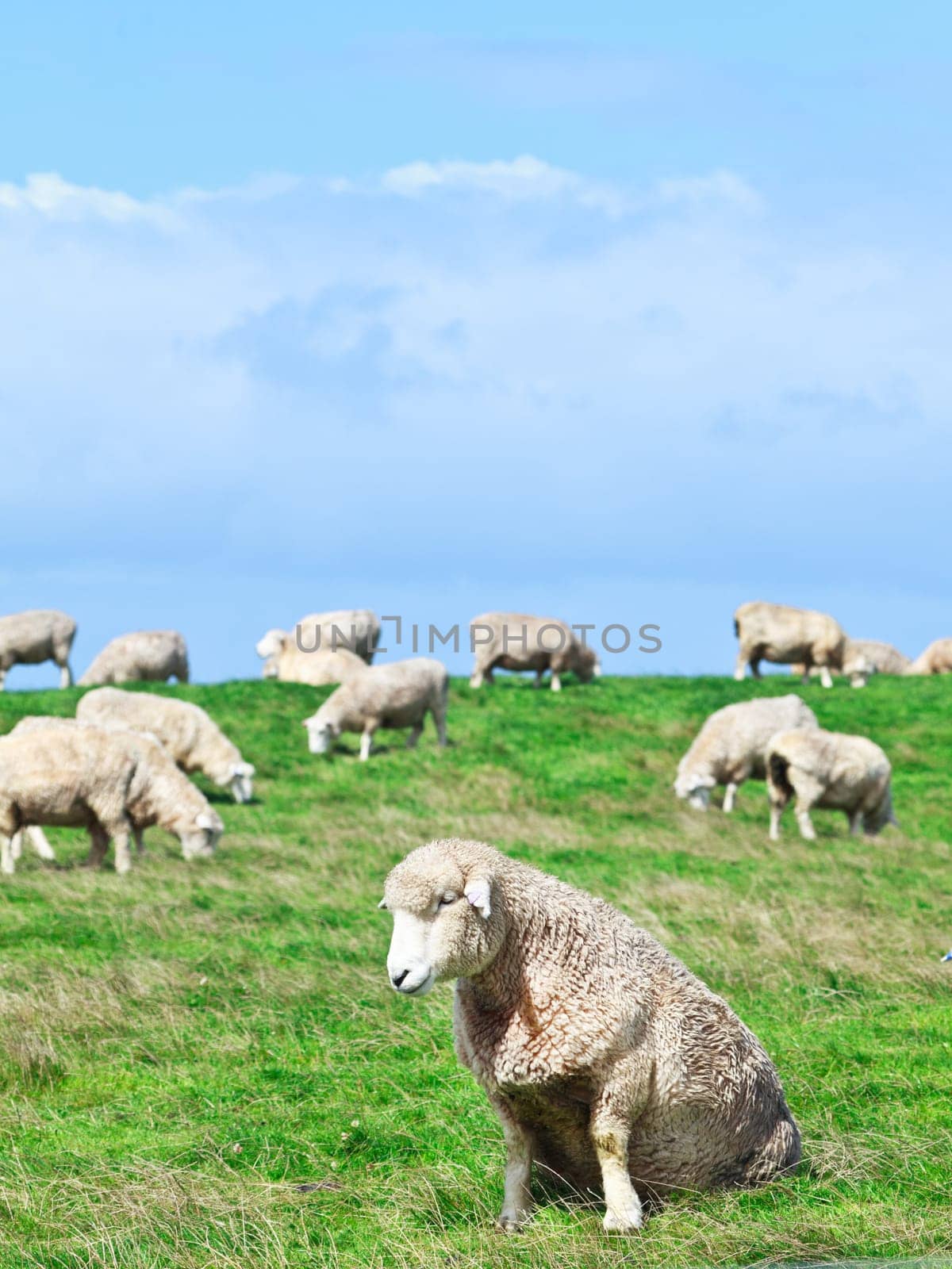 Flock of sheeps on the meadow