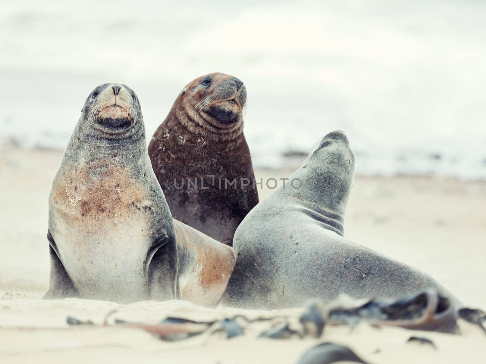 Wildlife photo of a New Zealand sea lions