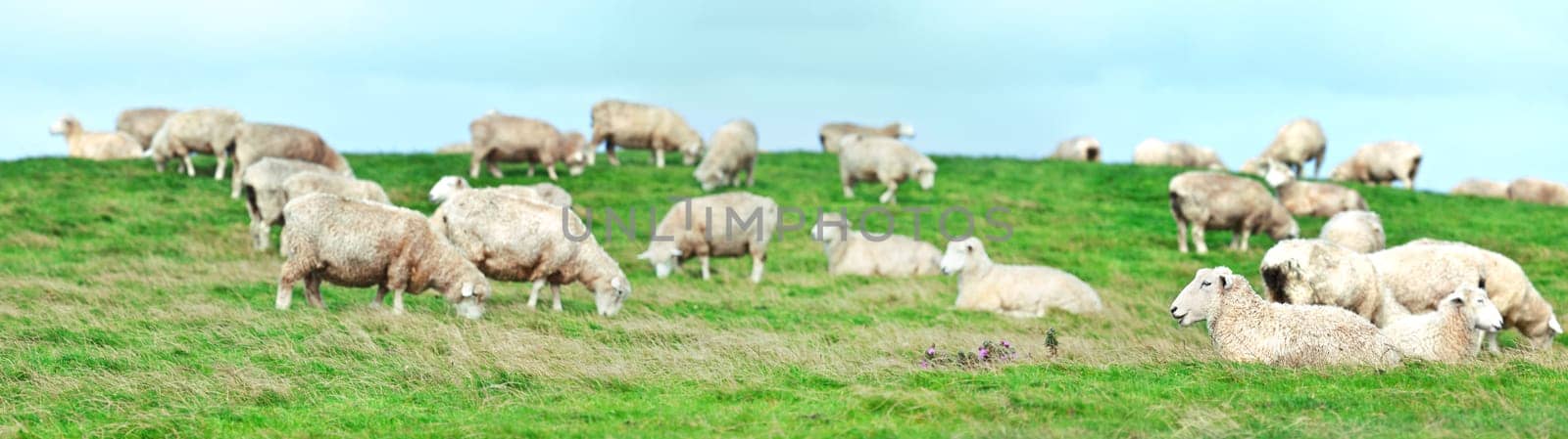 Flock of sheeps panorama. Shallow DOF