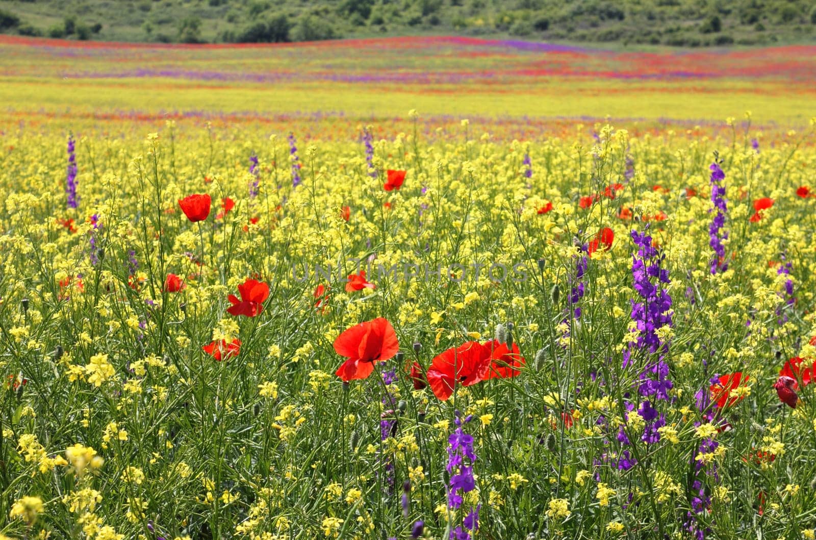Bright colorful field of rapeseed, poppies and Delphiniums blooming in the spring.