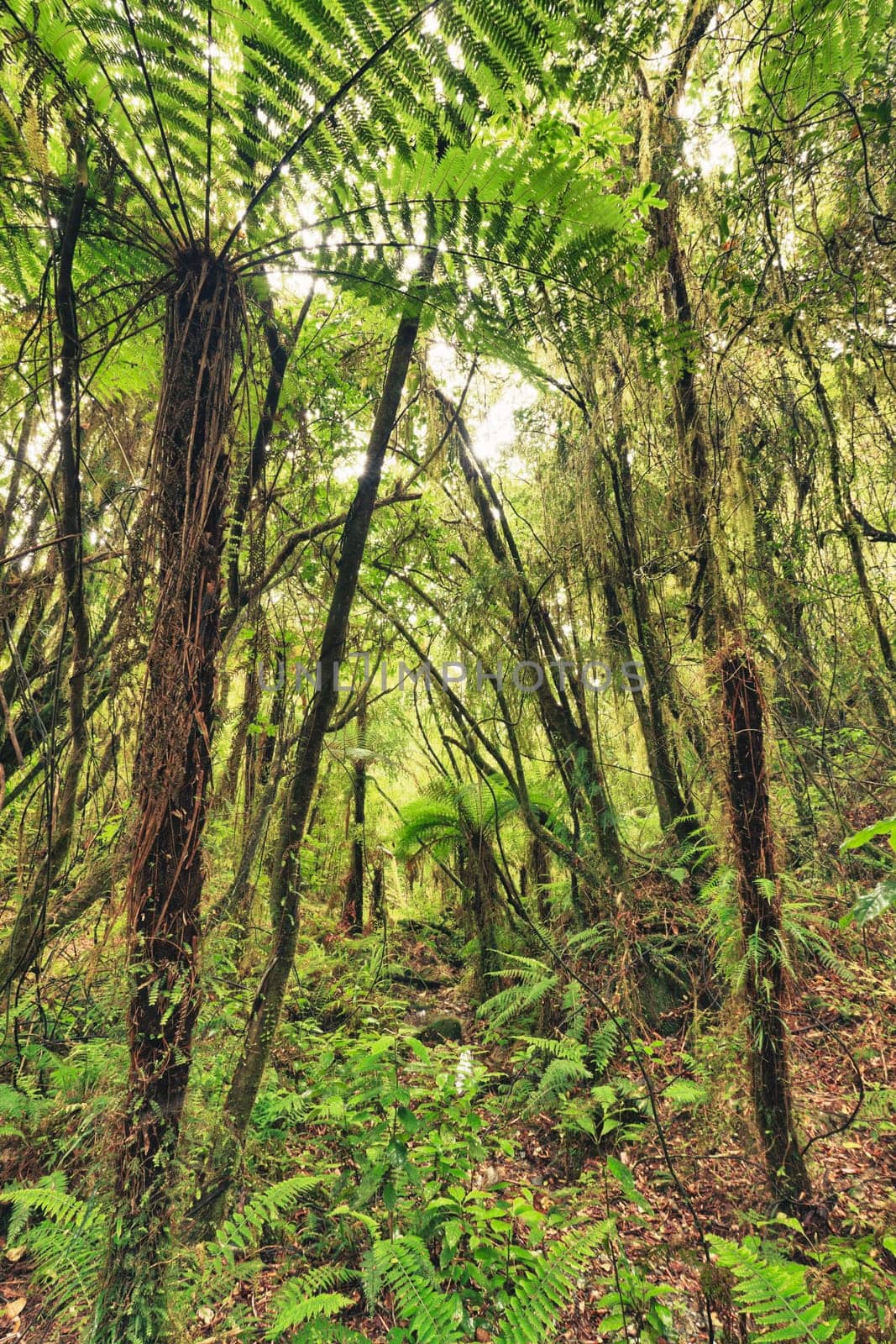 The New Zealand native bush