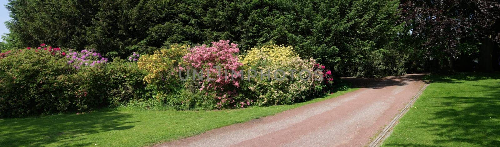 blooming rhododendrons in a park
