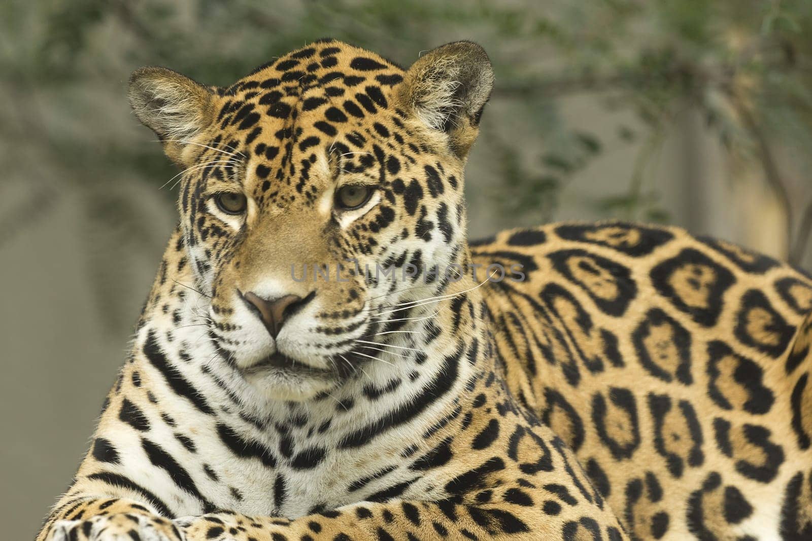 Jaguar portrait lying on a tree trunk
