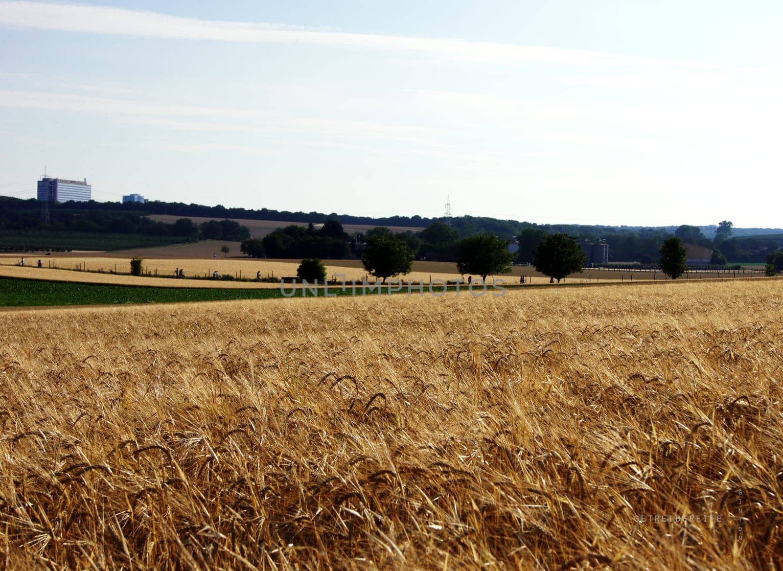 Shot of a hilly landscape with grain fields in the foreground,with hiking trails stretching out behind it.