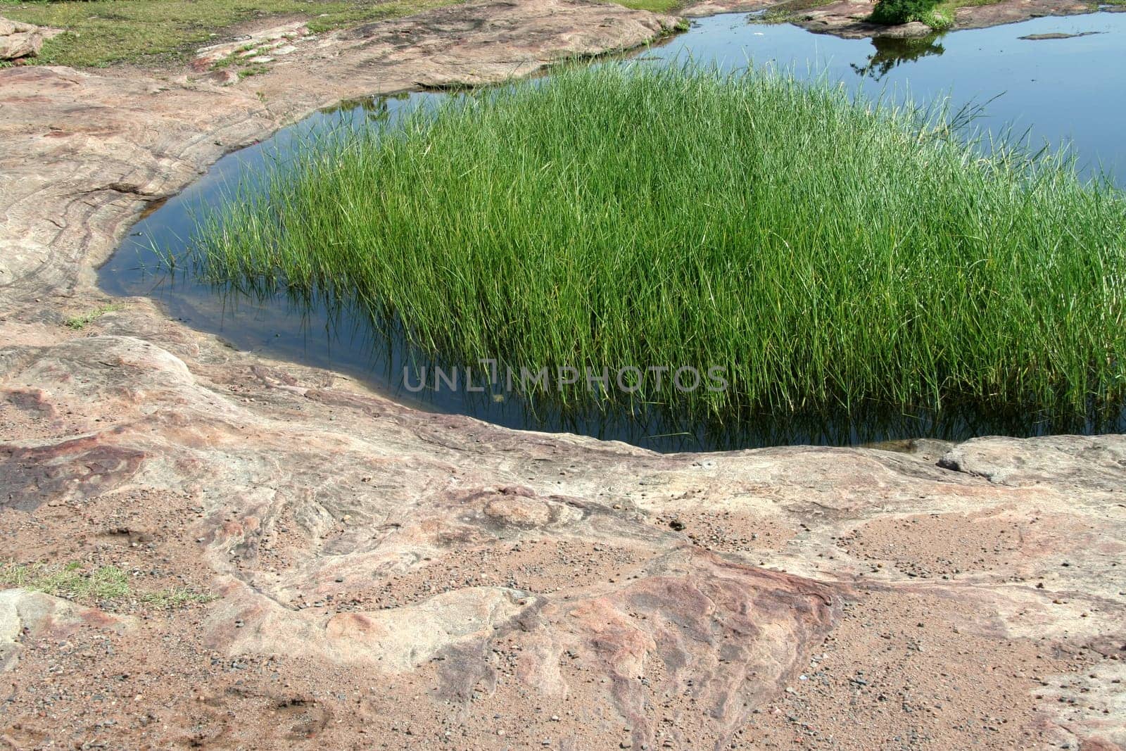 Green grass in water stored in dent of a rock surface