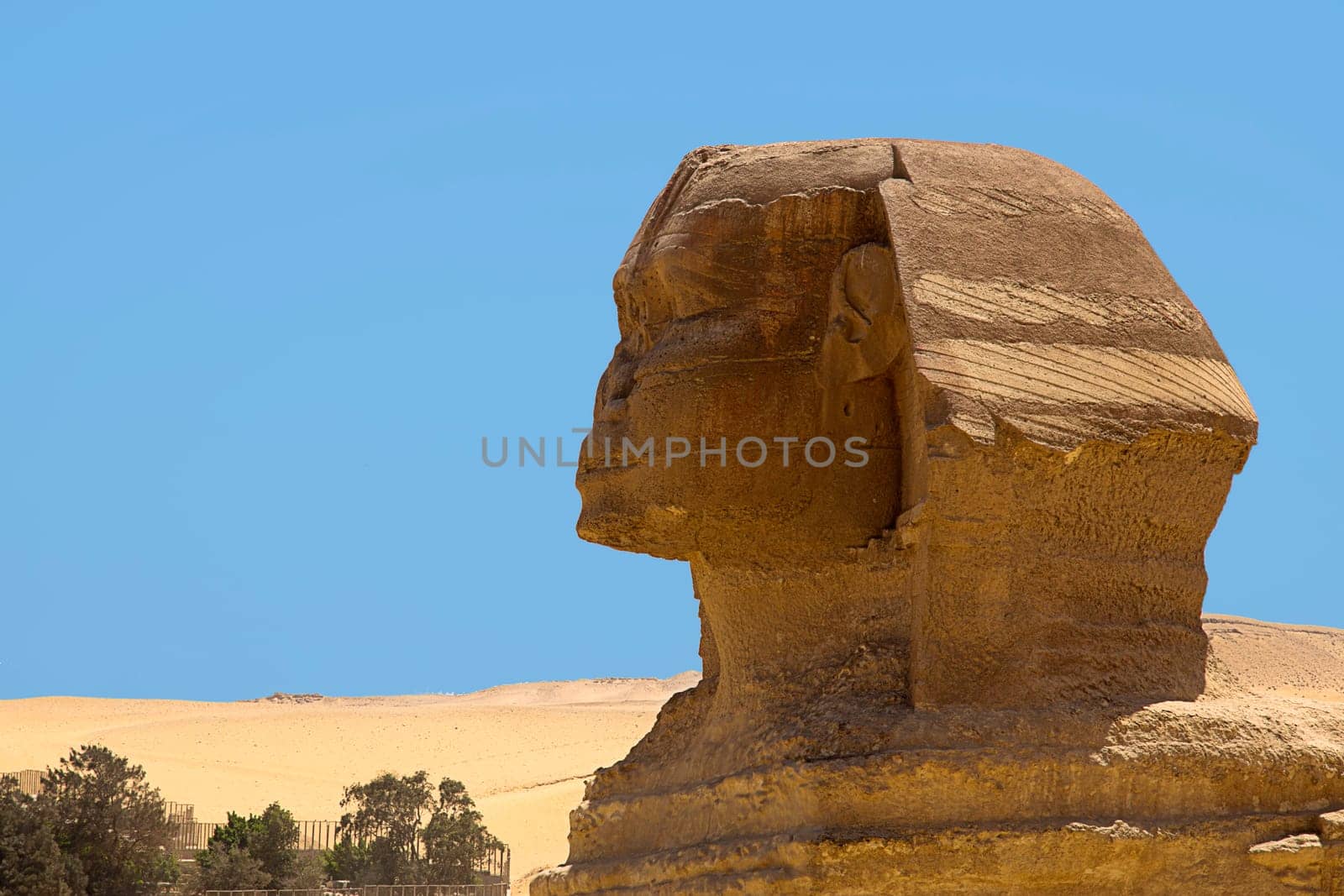 Portrait of the Sphinx in profile