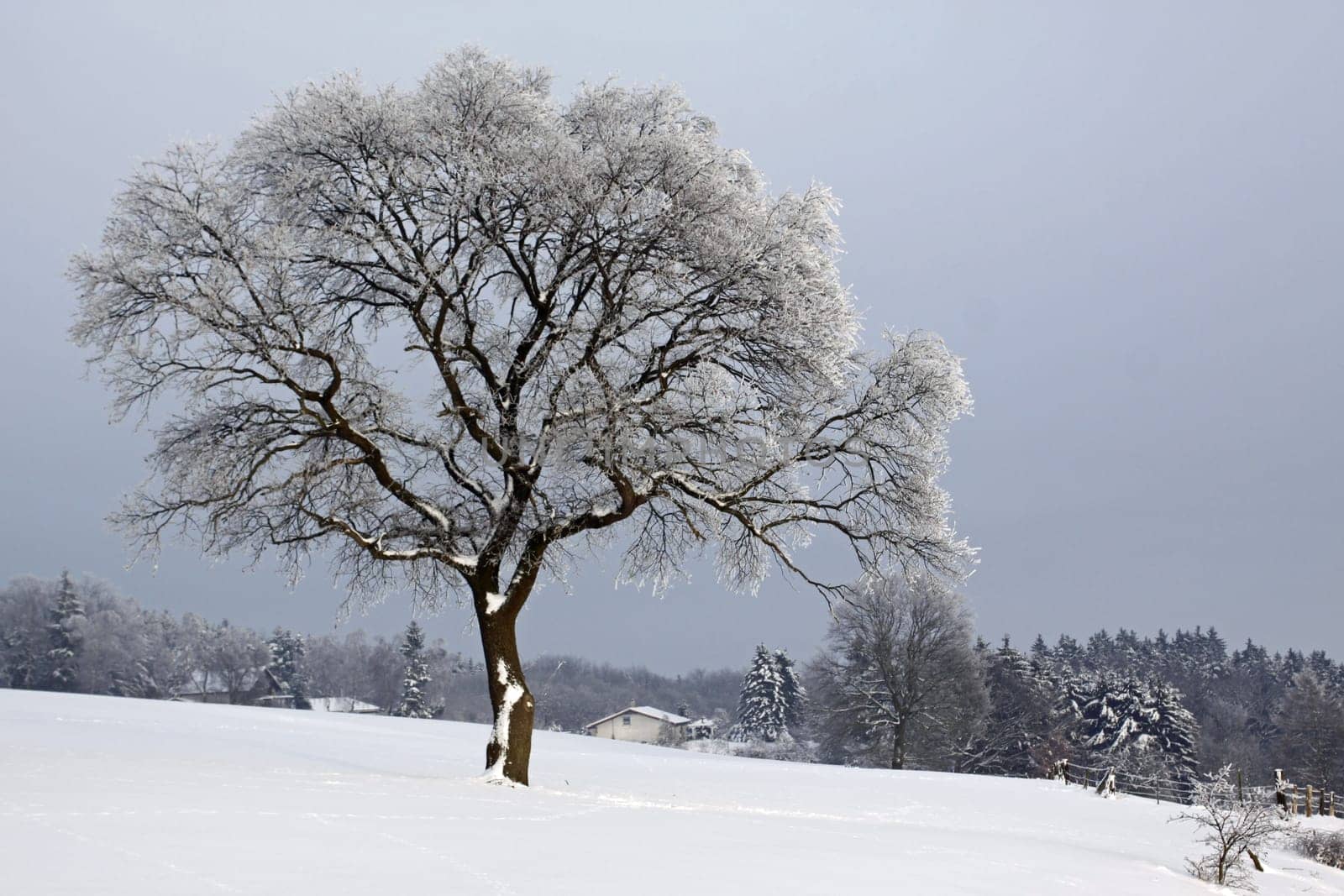 Oak in the snow