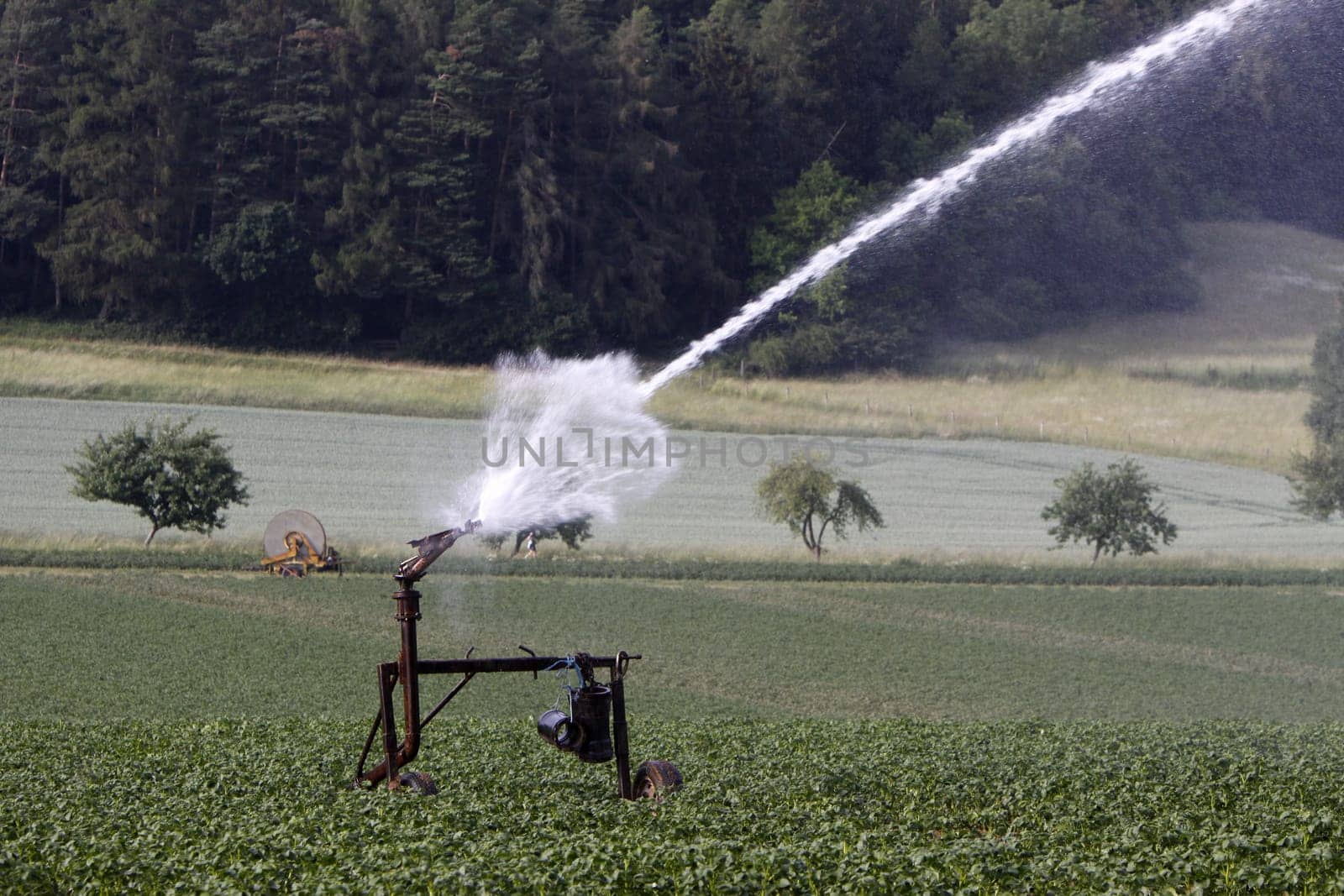 Watering a potato field