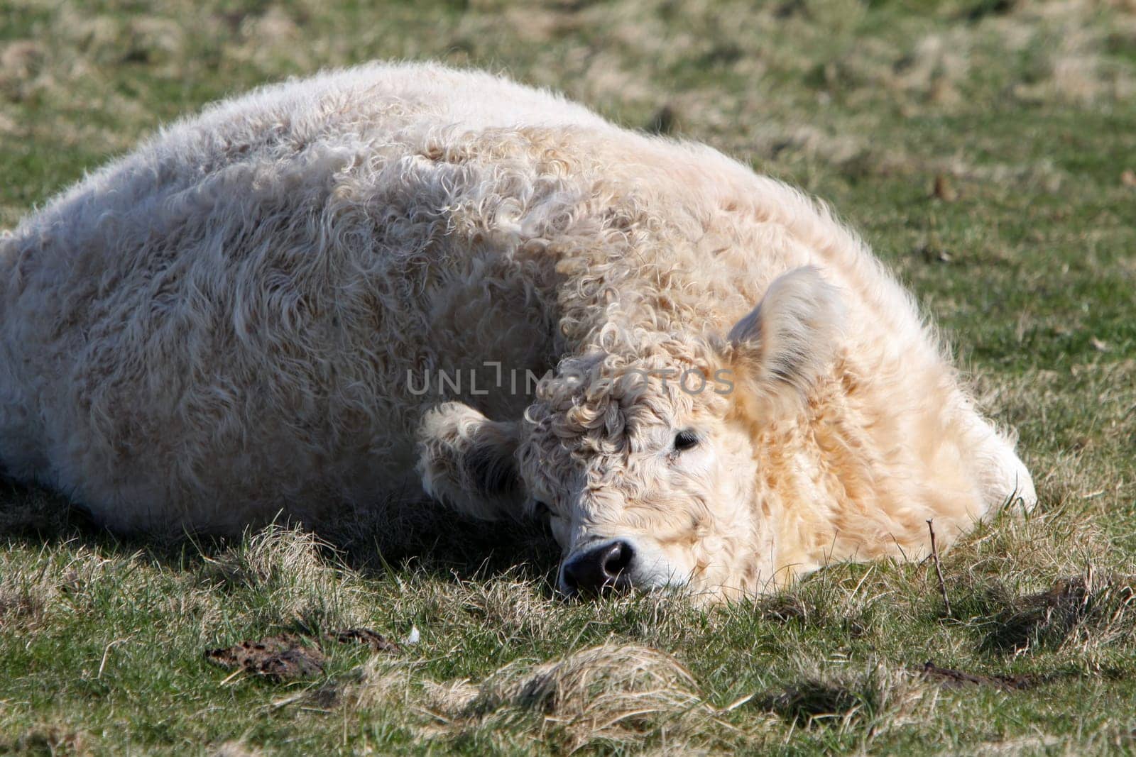 Galloway beef