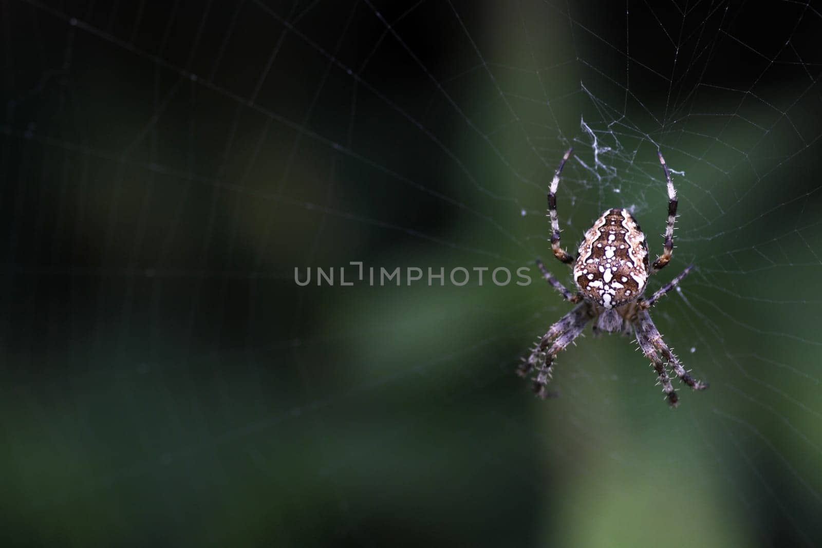 Brown garden spider