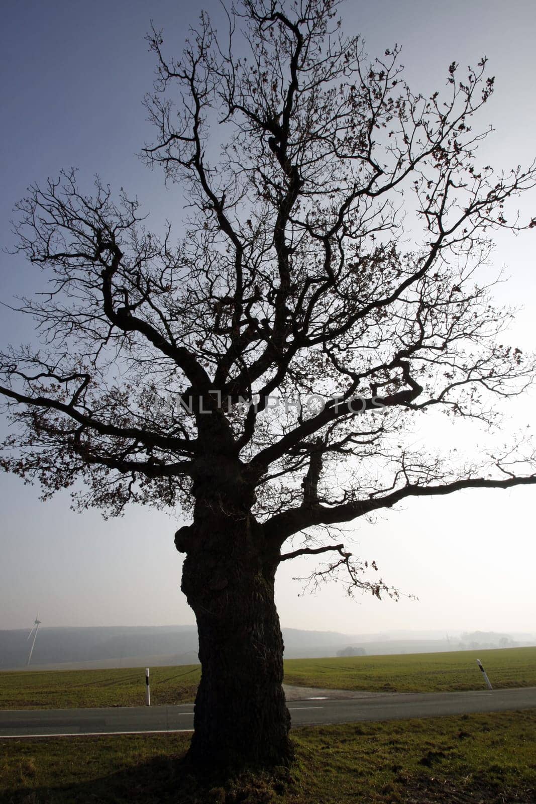 The border oak in Dudenhausen