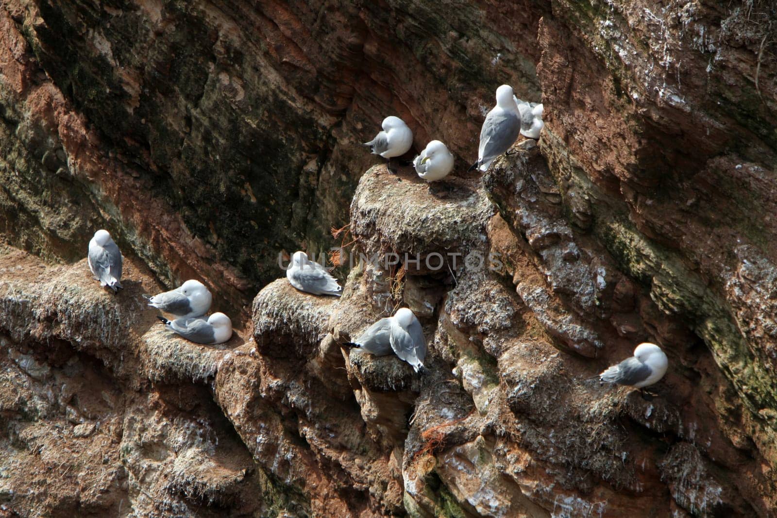 The guillemot rock on Heligoland