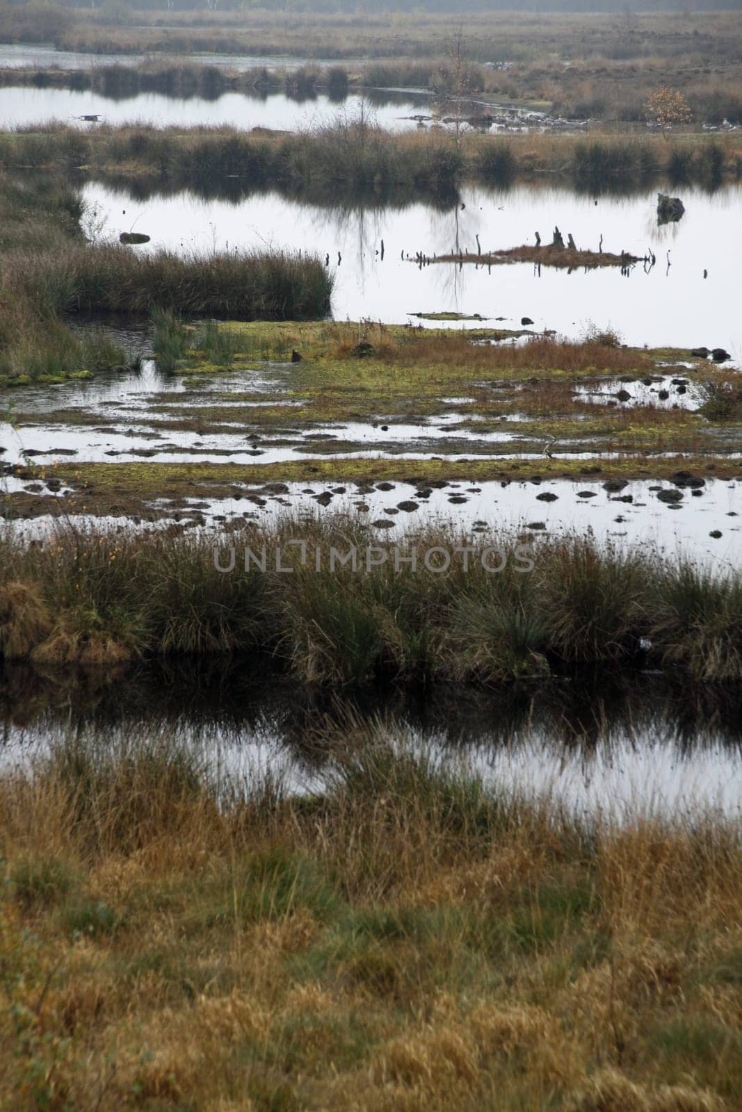 In the Hiller Moor on a gloomy autumn day