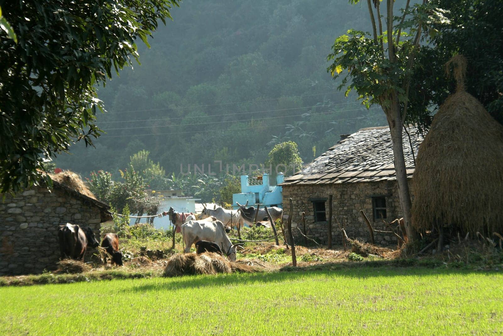 Scene of a typical Indian village situated at foot of mountain