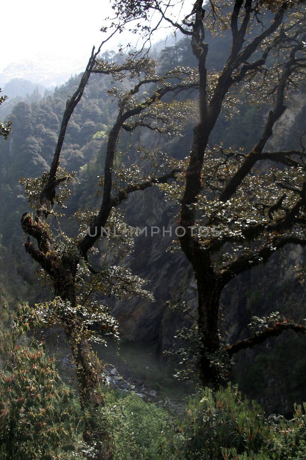 Mountain trees on top edge of Yamuna river valley, Yamunothri, Uttarakahand, India, Asia