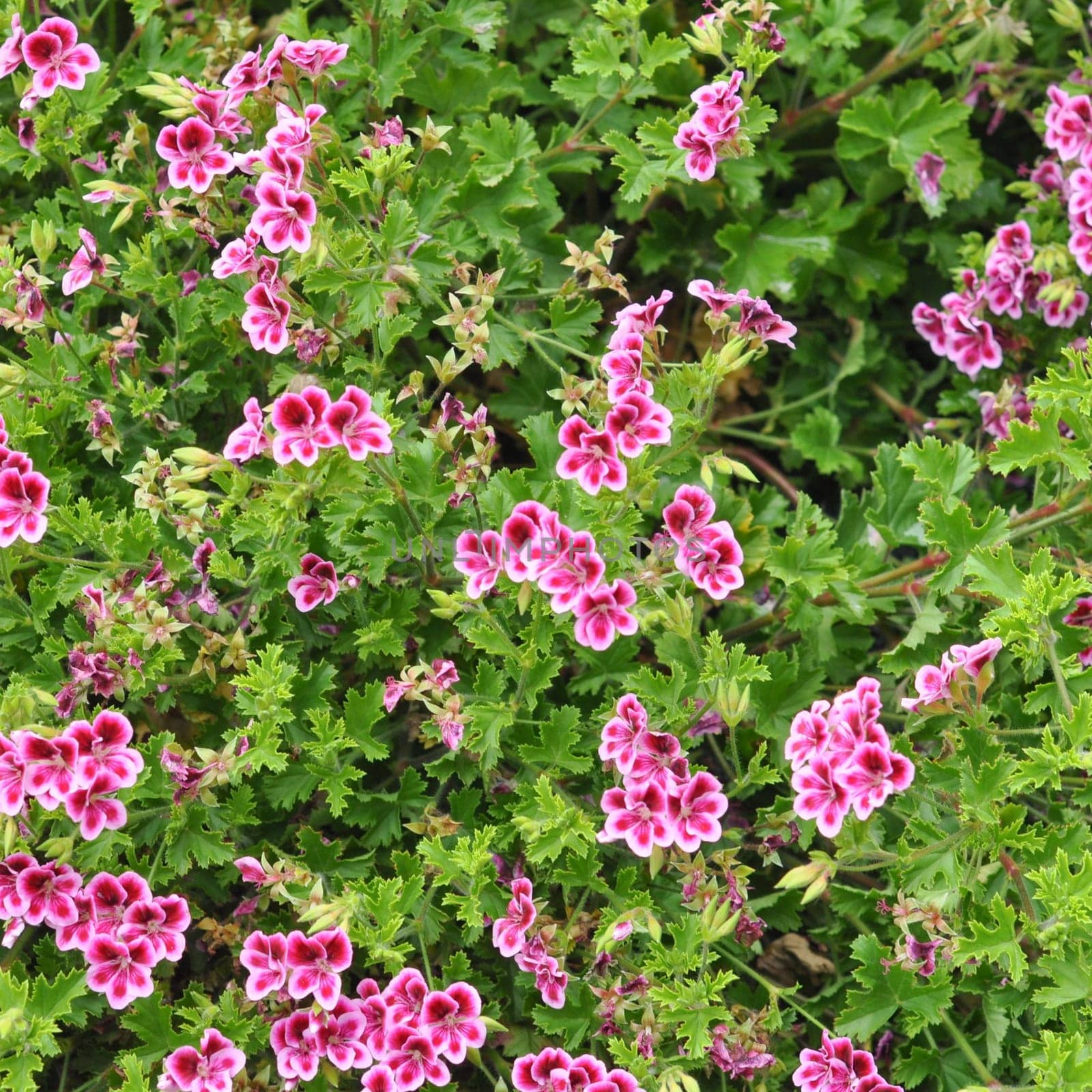 Geranium flower (cranesbills plantae magnoliophyta eudicots geraniales geraniaceae)