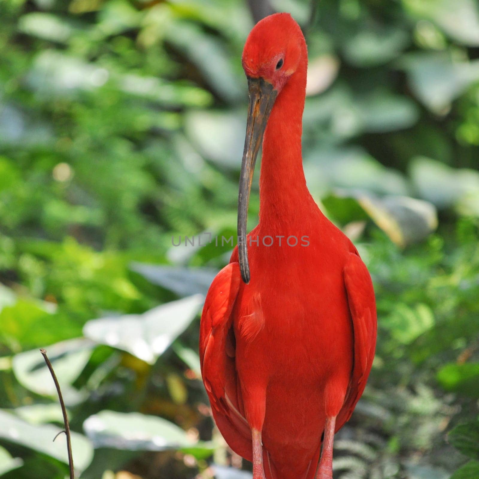 Scarlet Ibis (Eudocimus ruber) red tropical bird