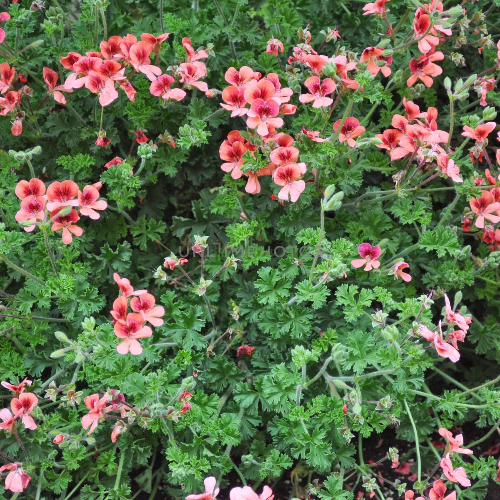 Geranium flower (cranesbills plantae magnoliophyta eudicots geraniales geraniaceae)