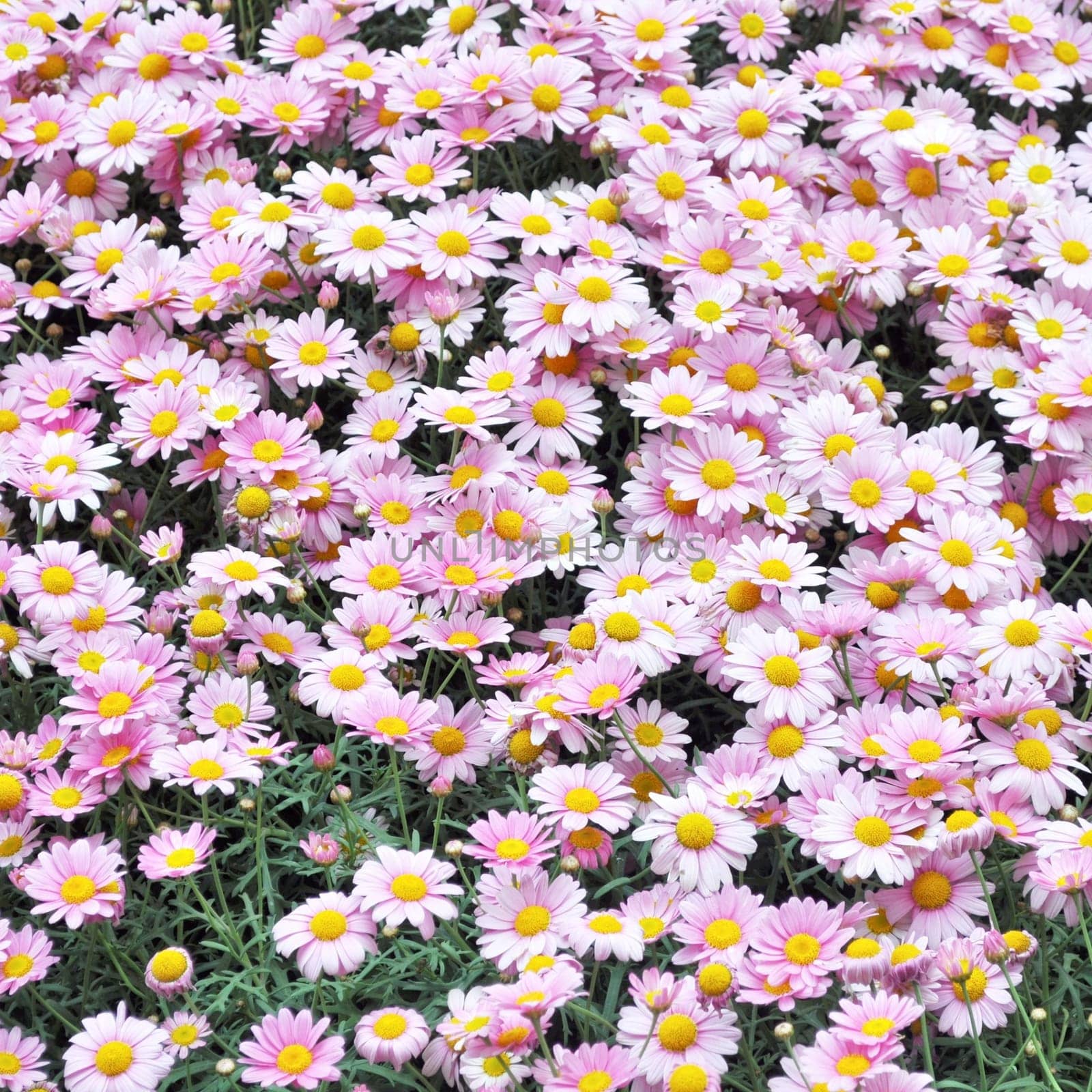 Common daisy Bellis Perennis Plantae Angiosperms Eudicots Asterids Asterales Asteraceae